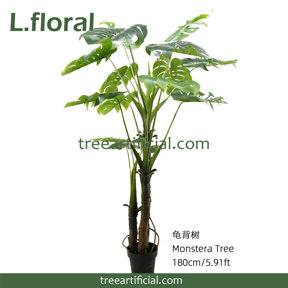 龟背树180副本.jpg