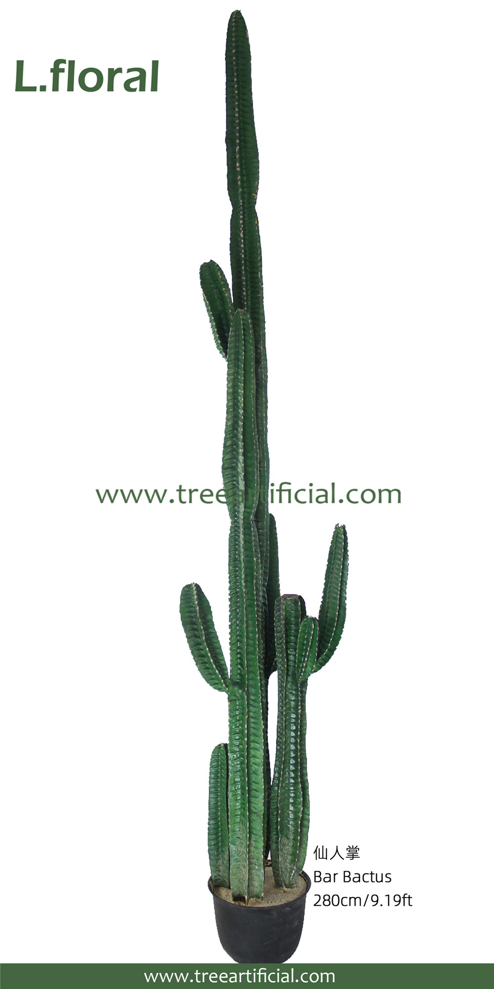 仙人掌 280 副本副本.jpg