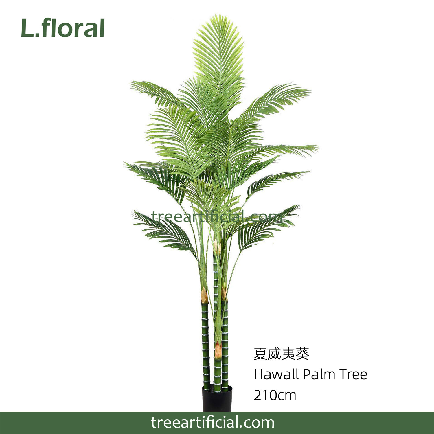 夏威夷葵210cm副本.jpg
