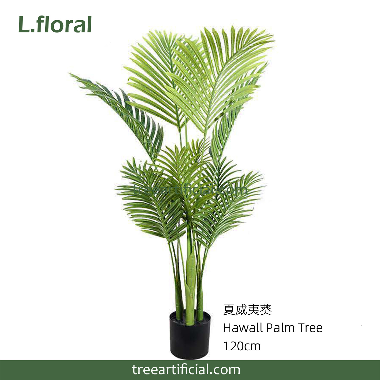夏威夷葵120cm副本.jpg