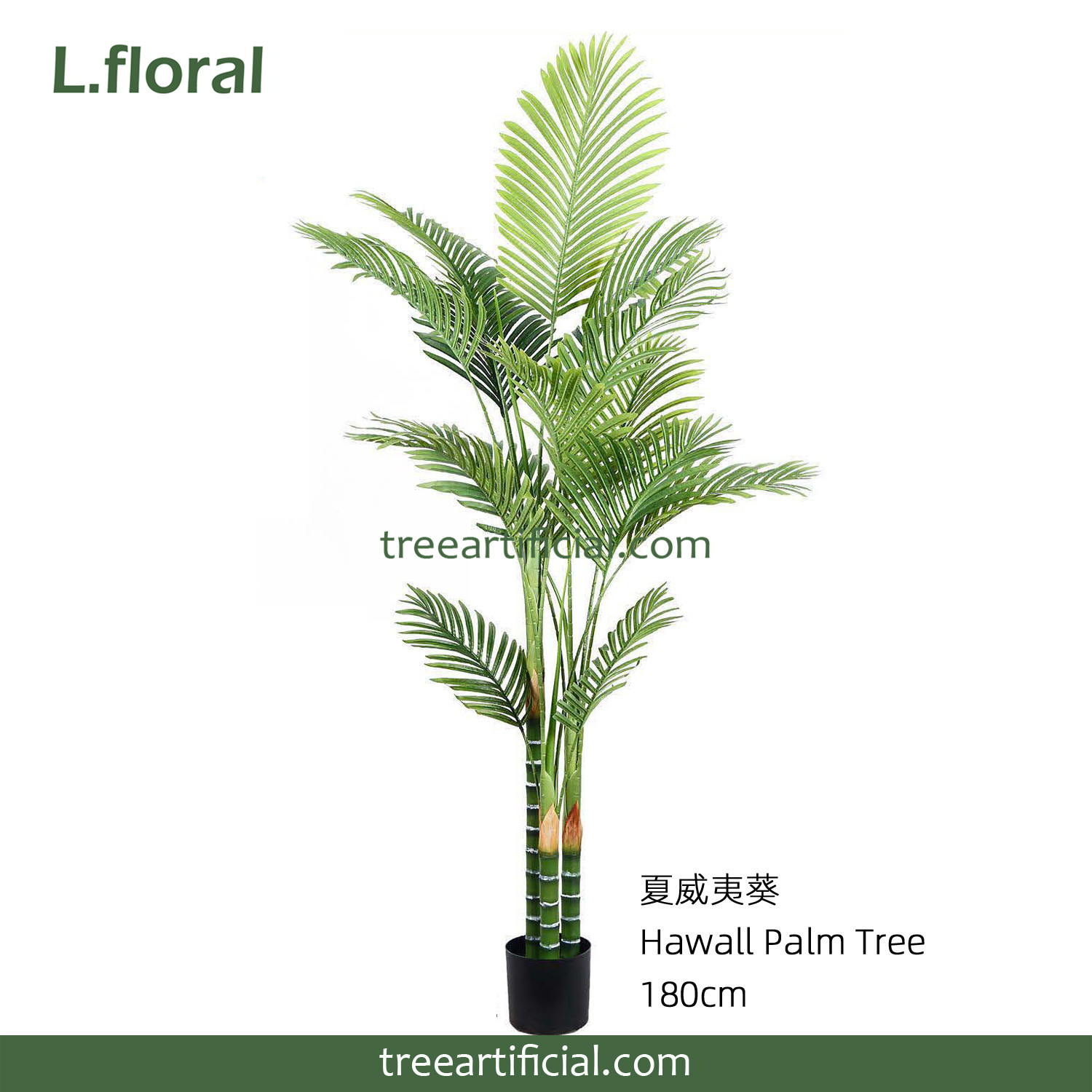 夏威夷葵180cm副本.jpg