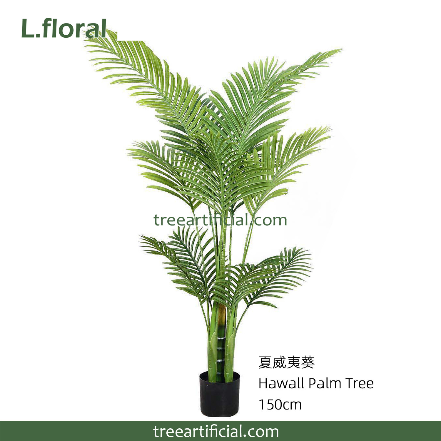 夏威夷葵150cm副本.jpg
