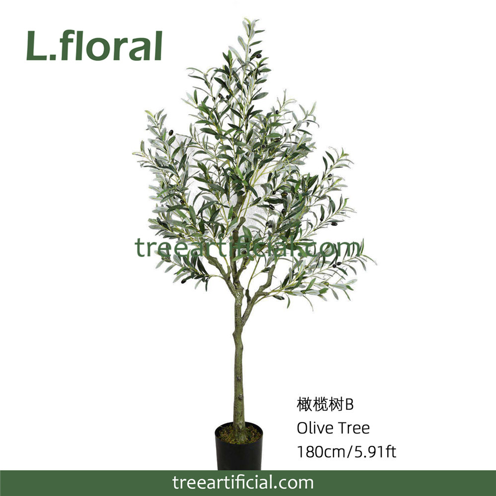 橄榄树B180副本.jpg