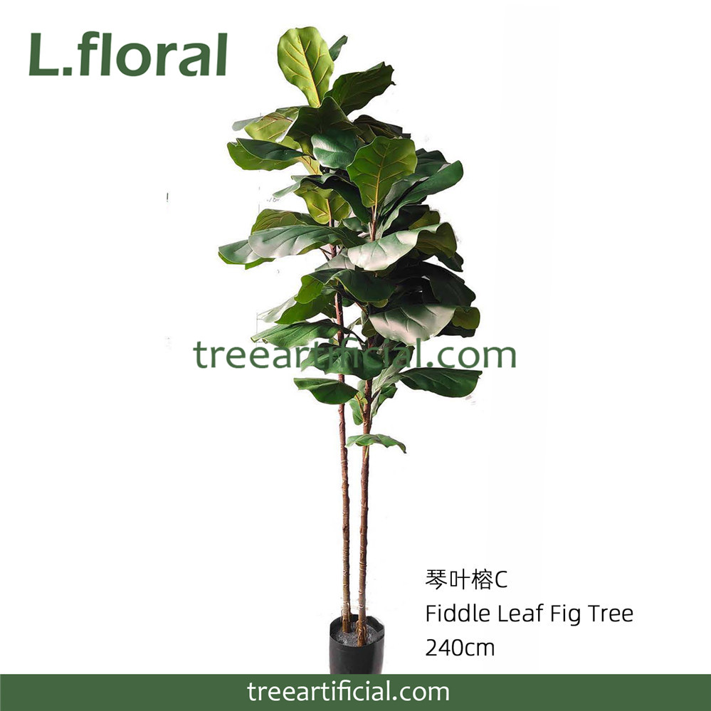 琴叶榕C240cm副本.jpg