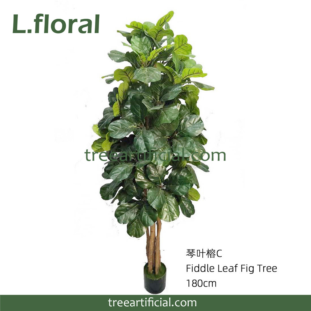 琴叶榕C180cm副本.jpg