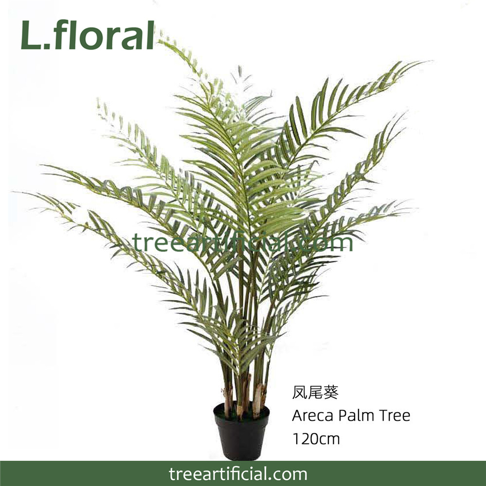 凤尾葵120cm副本.jpg