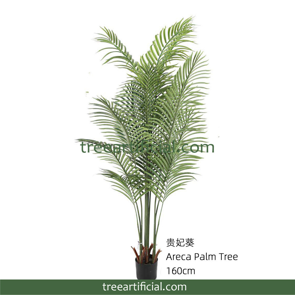 贵妃葵160cm副本.jpg