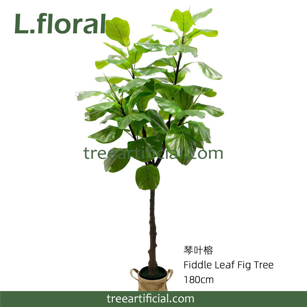琴叶榕180cm副本.jpg
