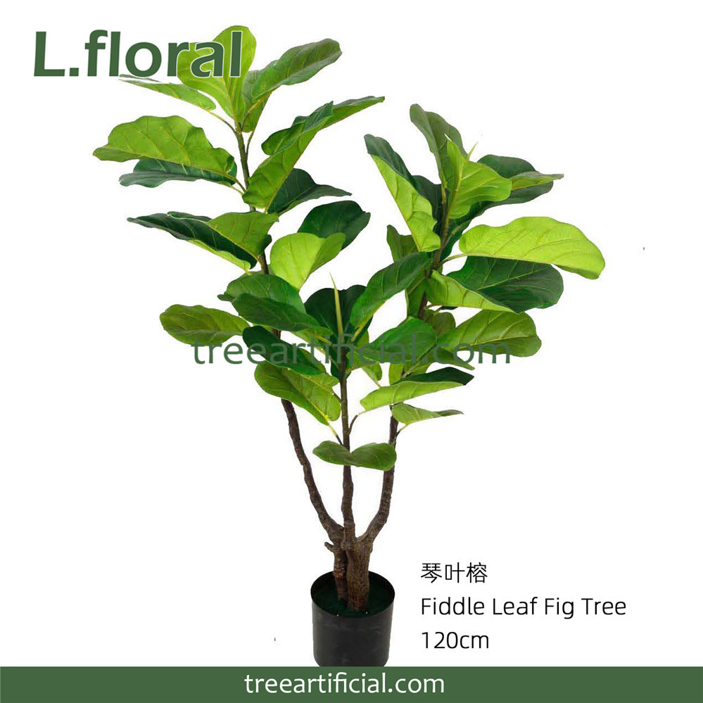 琴叶榕120cm副本.jpg
