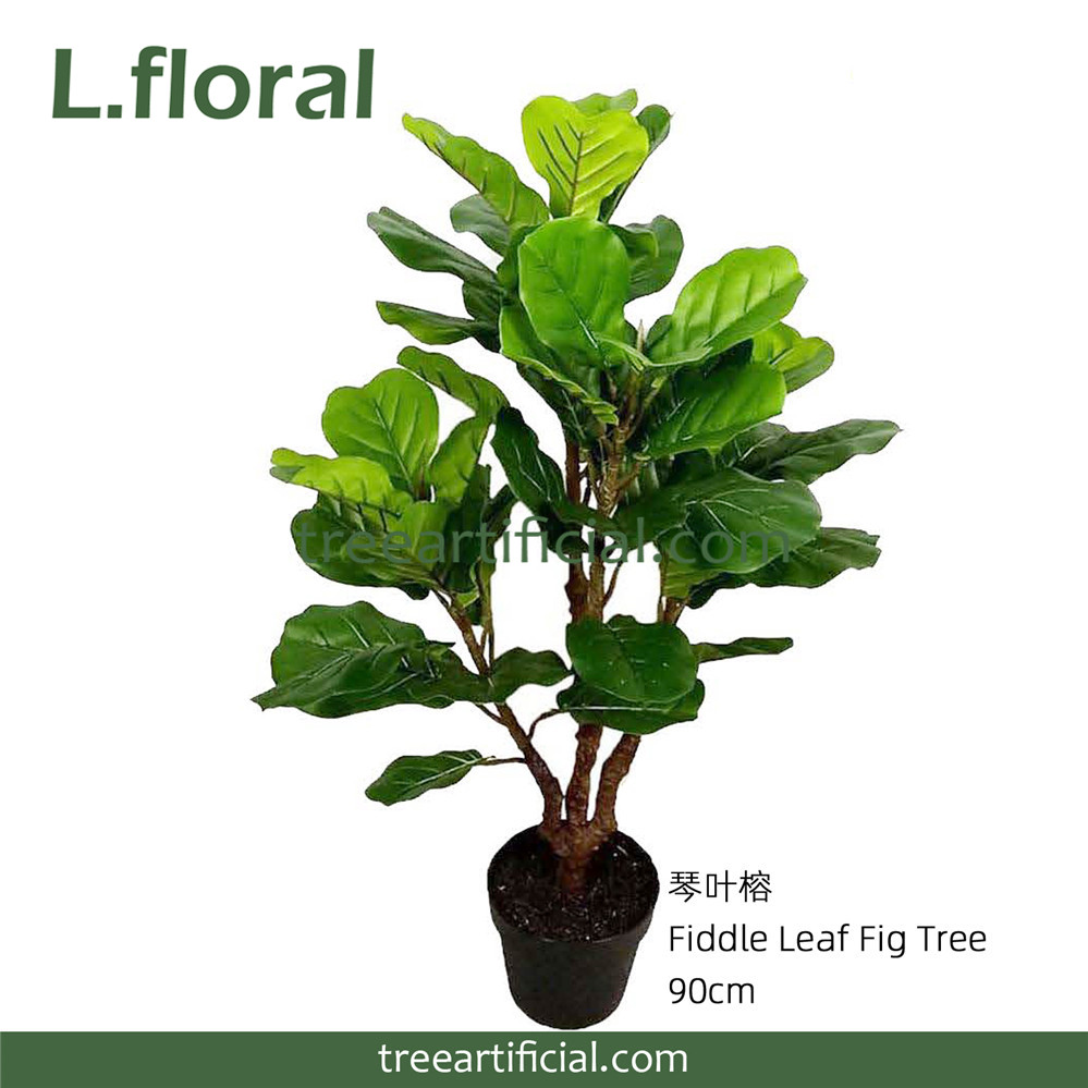 琴叶榕90cm副本.jpg