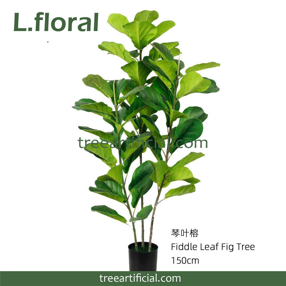 琴叶榕150cm副本.jpg
