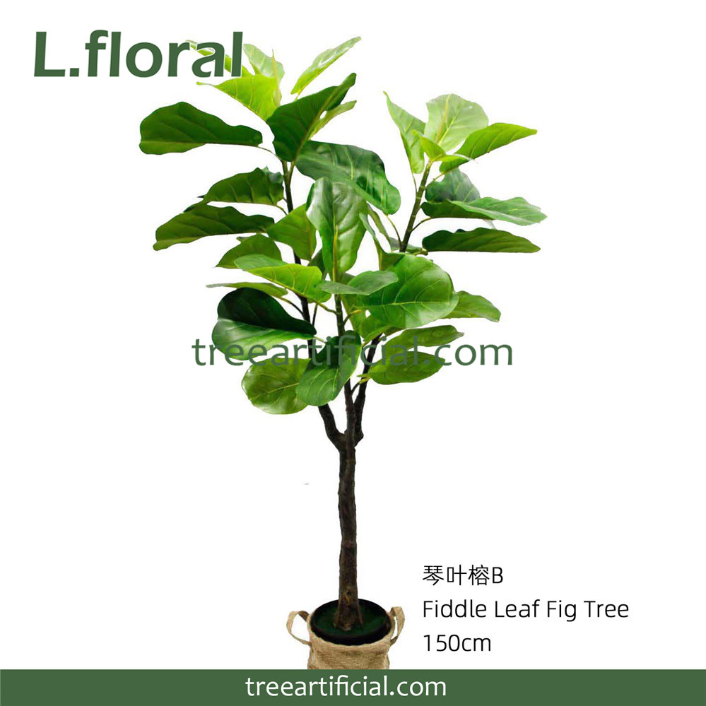 琴叶榕B150cm副本.jpg