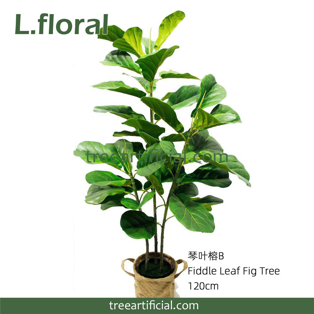 琴叶榕B120cm副本.jpg