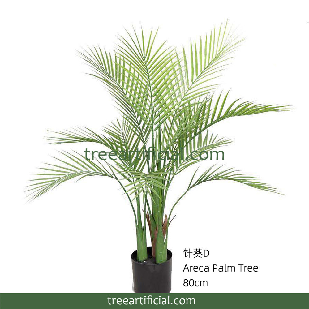 针葵1D80cm 副本副本.JPG