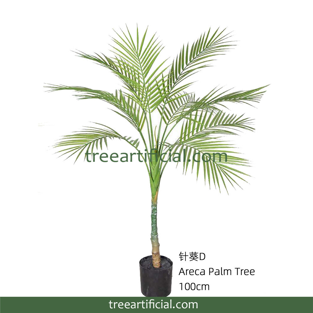 针葵1D100cm 副本副本.jpg
