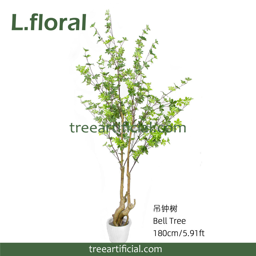 吊钟树180副本.jpg