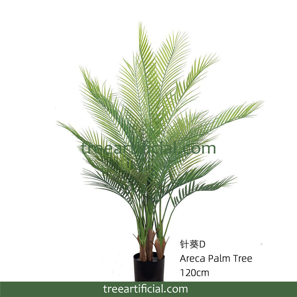 针葵1D120cm 副本副本.jpg