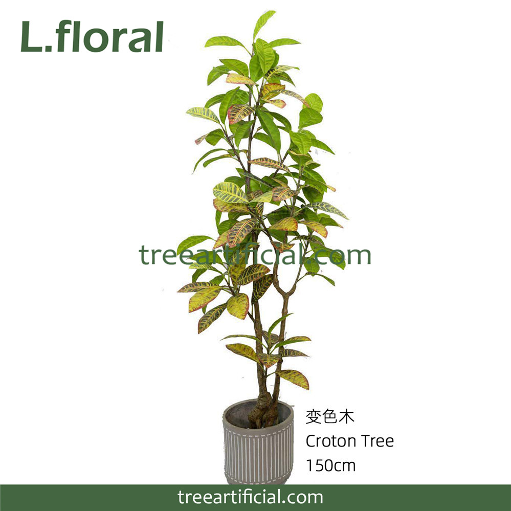 变色木150cm副本.jpg
