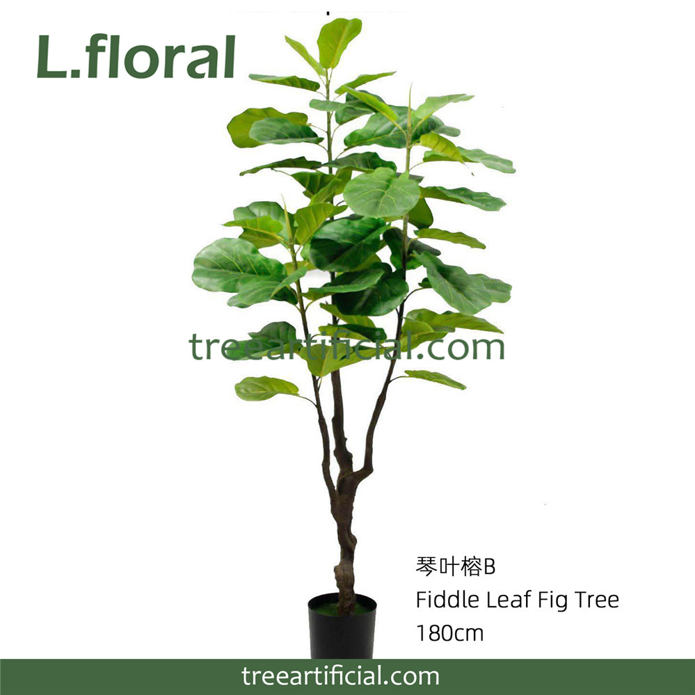 琴叶榕B180cm副本.jpg
