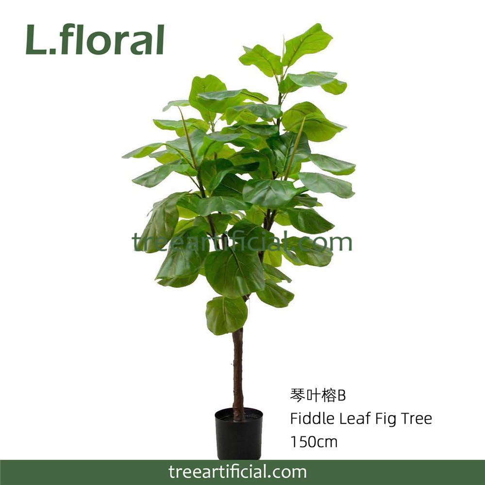 琴叶榕B150cm副本.jpg